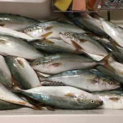 ポーアイ沖爆釣